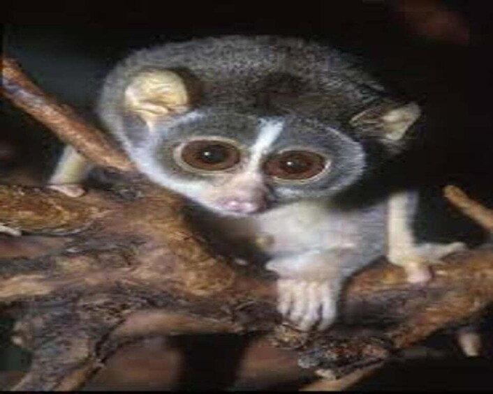 Lemuri istui oksalla. 3