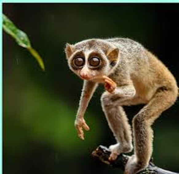 Lemuri istui oksalla. 2