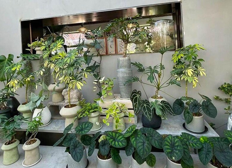 A variety of potted plants arranged on a table and shelves, with a window in the background. 5