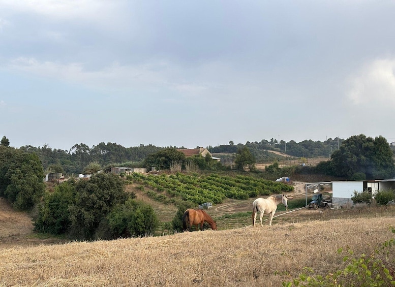 A rural landscape with a vineyard, grazing horses, and scattered buildings. 1