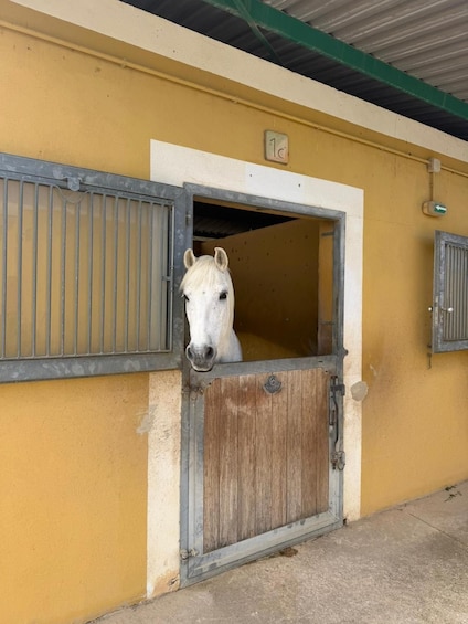 A white horse peeking out from a stable door. 5