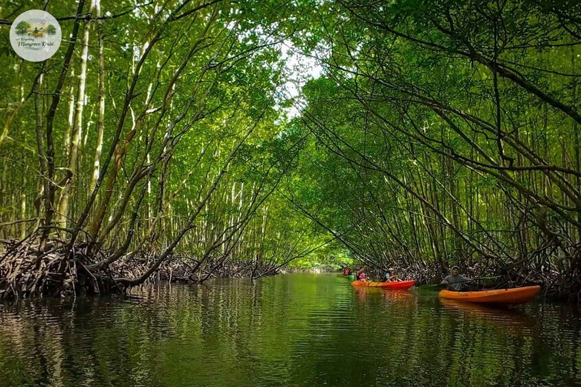 A mangrove forest with kayaks on the water. 5