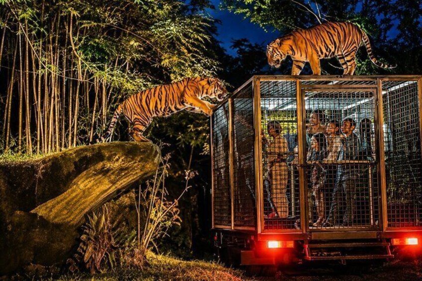 A tiger in a cage with people observing it. 1