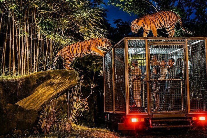 Bali Safari Journey Experience 3