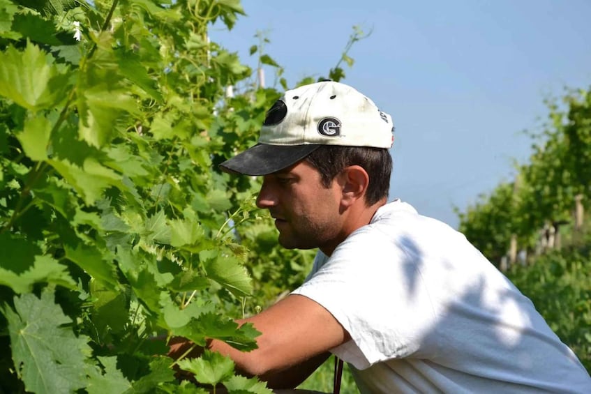 A person in a white shirt and cap working among grapevines in a vineyard. 5