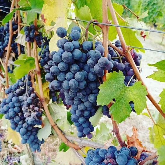Clusters of dark purple grapes on vine branches with green leaves. 5