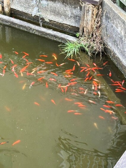 A pond with numerous orange koi fish swimming. 5