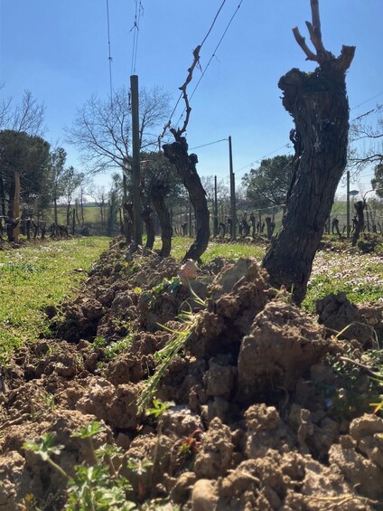 A vineyard with rows of grapevines, a fence, and a clear blue sky. 5