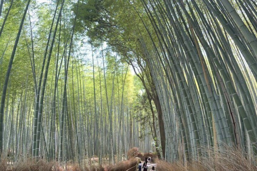 A bamboo forest with tall, slender trees and a clear sky. 2