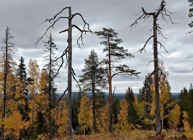 A forest with several dead trees and yellow foliage. 3
