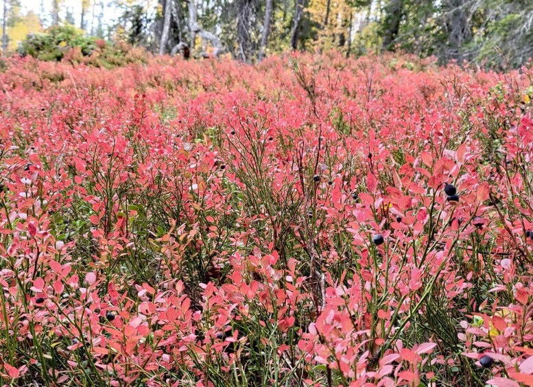 A field of pink flowering plants with trees in the background. 4