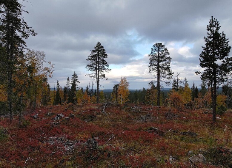 A forest with autumn-colored trees and a cloudy sky. 2