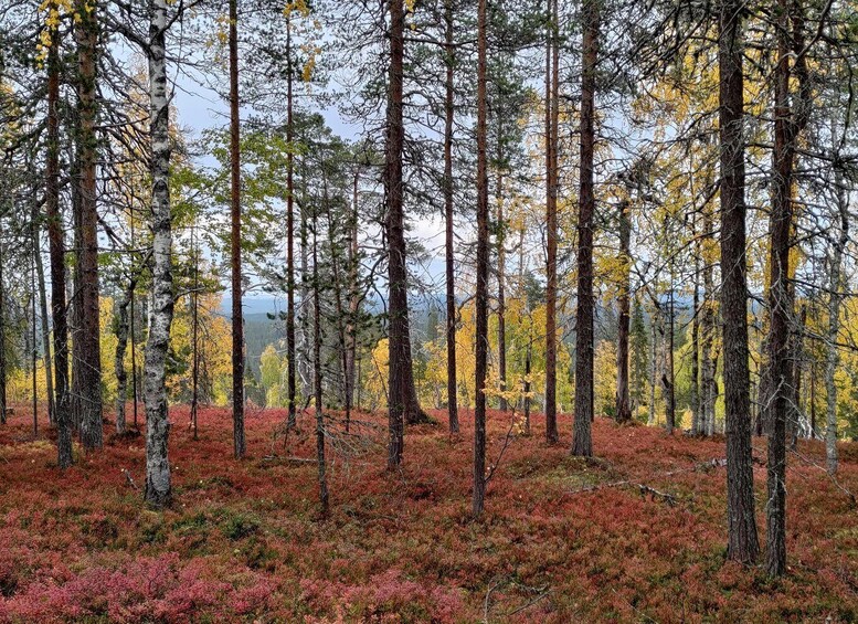 A dense forest with tall trees and a ground covered in reddish foliage. 1