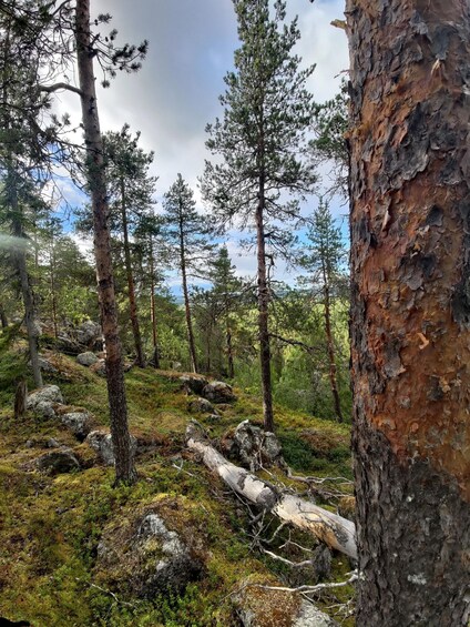 A forest with tall trees, moss-covered ground, and scattered rocks. 5