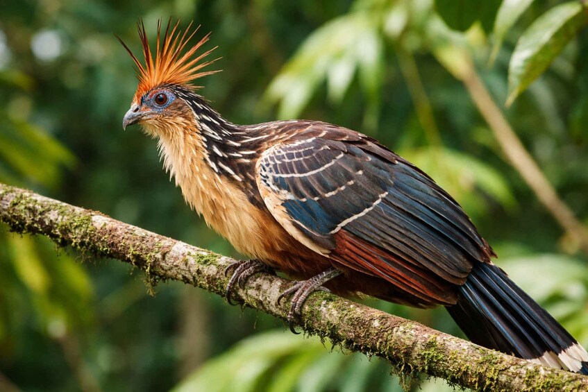A bird with a distinctive crest and patterned plumage perched on a moss-covered branch. 1