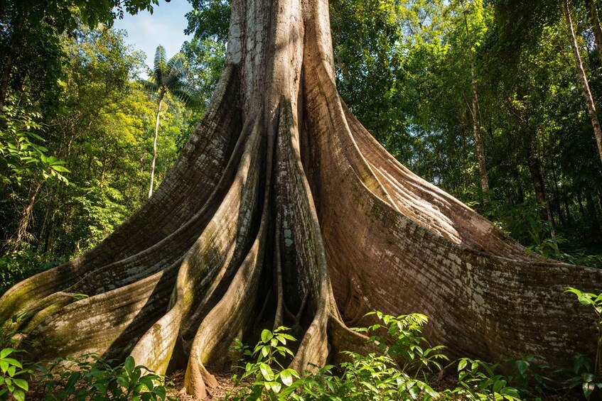 A large tree with extensive root system in a forest. 2