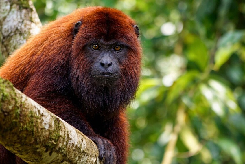 A red-haired orangutan resting on a tree branch in a lush green forest. 3