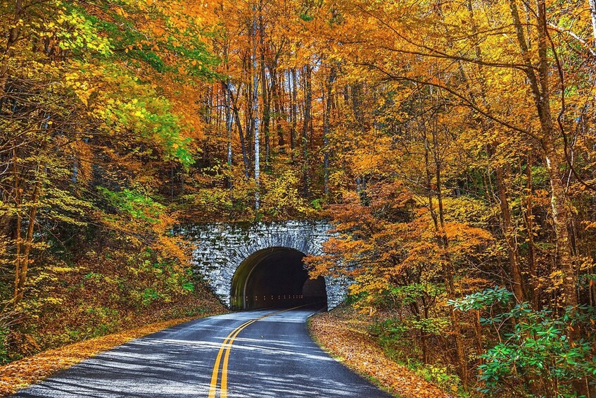 A road leading through a tunnel surrounded by autumn foliage. 3