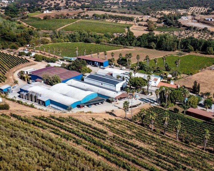 An aerial view of a vineyard with rows of grapevines, a large building with a blue roof, and surrounding fields. 4