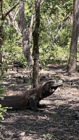 A large monitor lizard in a forested area with trees and leaf-covered ground. 1