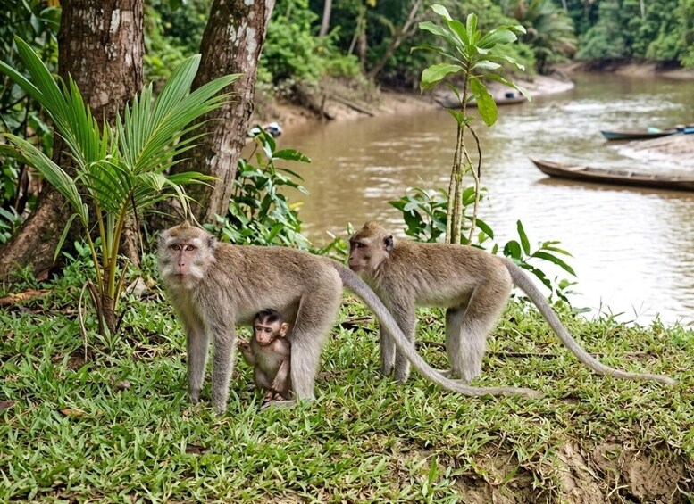 Two monkeys on a grassy riverbank with a river and boats in the background. 4