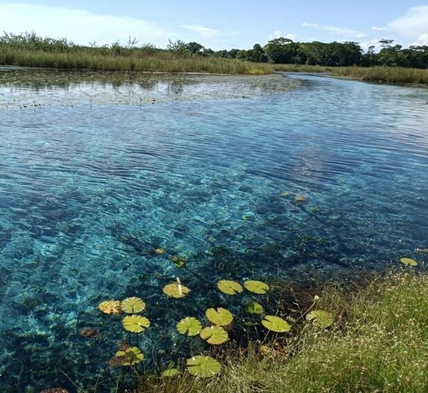 A clear river with lily pads and a grassy bank. 1