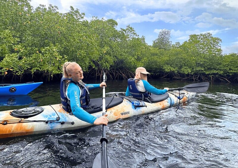 Two people kayaking on a river surrounded by mangrove trees. 3