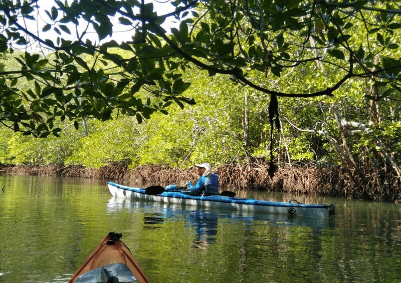 A person in a blue kayak on a calm river surrounded by dense mangrove trees. 5