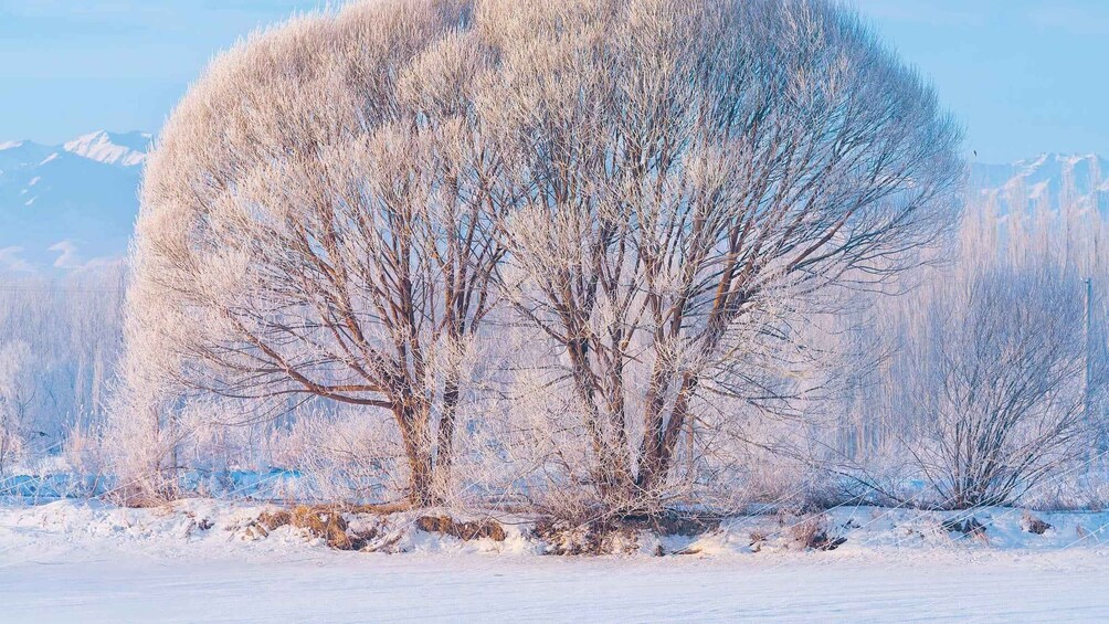 A snowy landscape with a large tree in the foreground and mountains in the background. 4