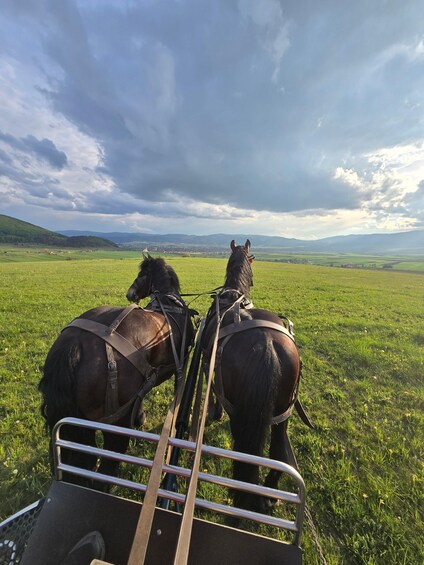 Picture 4 for Activity Csíkcsomortán: Horse-Drawn Carriage or Sleigh Ride 2