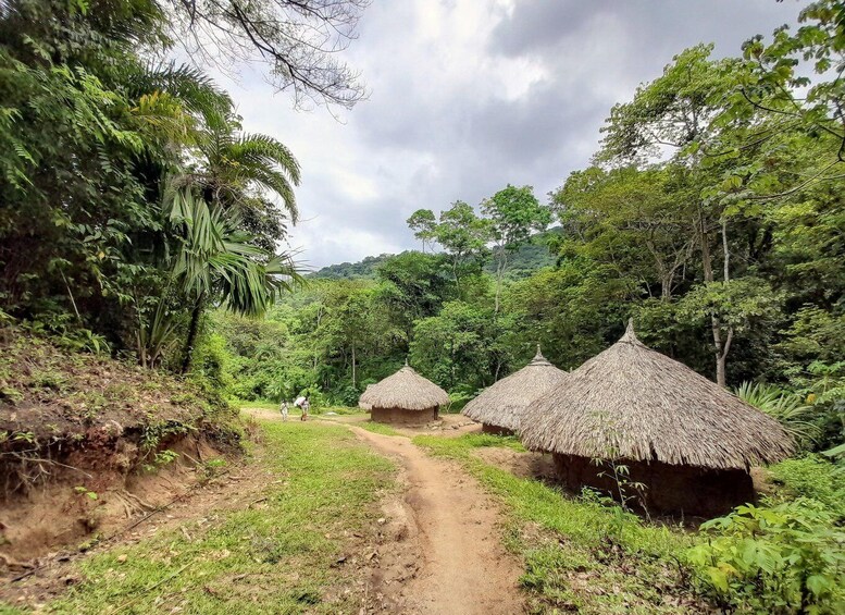 A dirt path leading to thatched-roof huts surrounded by dense tropical foliage. 3