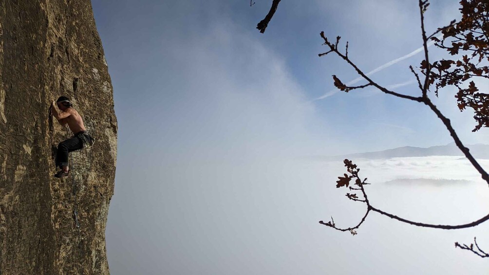 A person rock climbing a large tree. 5