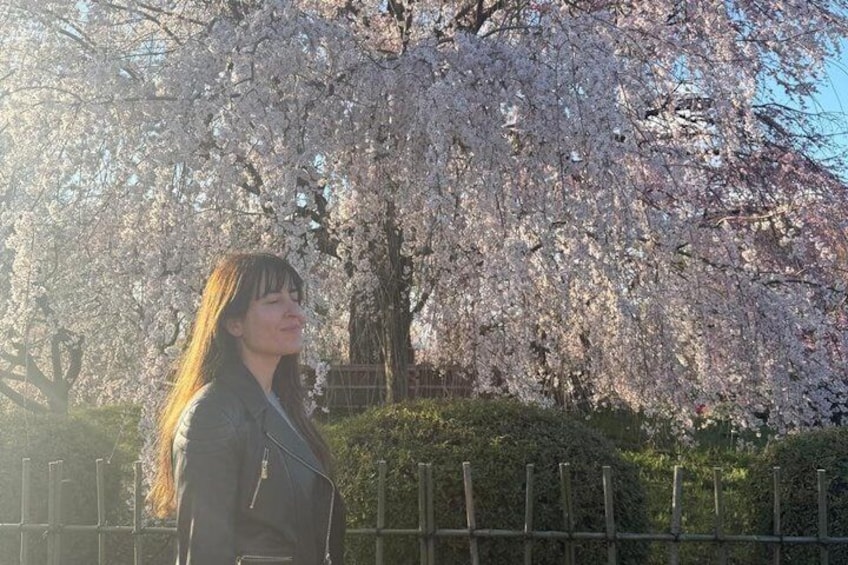A person standing in front of cherry blossoms with a fence in the foreground. 5