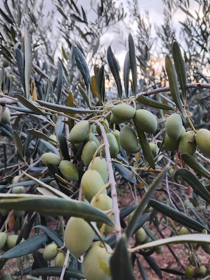 A close-up of olive branches with green olives. 1