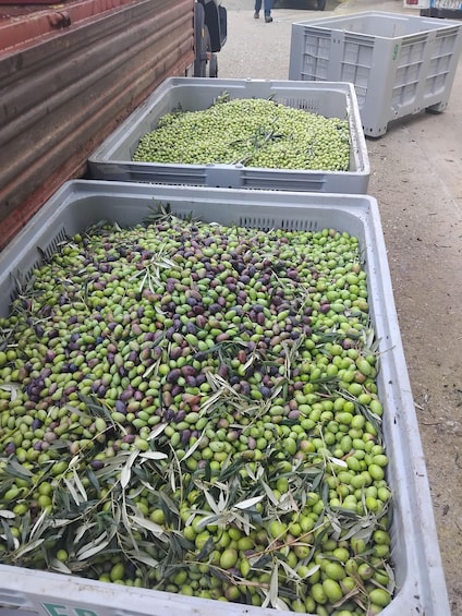 Large gray crates filled with green and purple olives, some with olive branches, on a dirt ground. 2