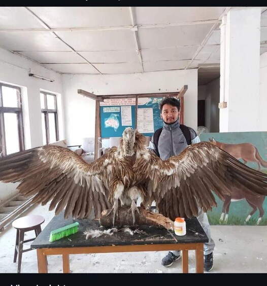 A person standing next to a large bird with spread wings on a table in a room with windows and a map on the wall. 2