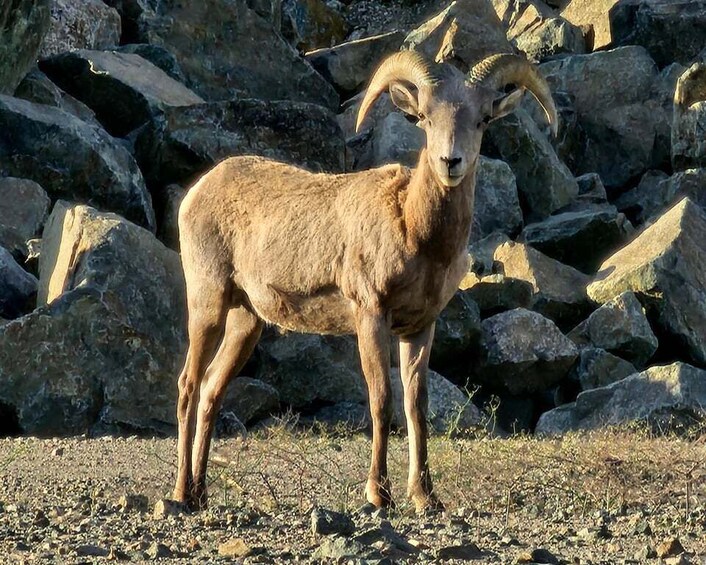 A mountain goat standing on rocky terrain with large boulders in the background. 3