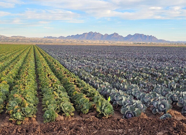 A vast agricultural field with rows of leafy greens and cabbage, set against a backdrop of mountains. 4