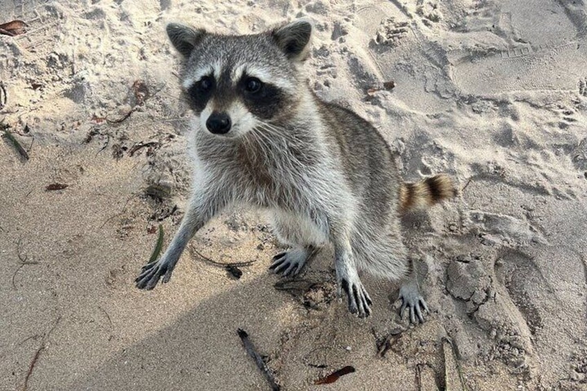 A raccoon on a sandy beach with footprints and scattered debris. 3