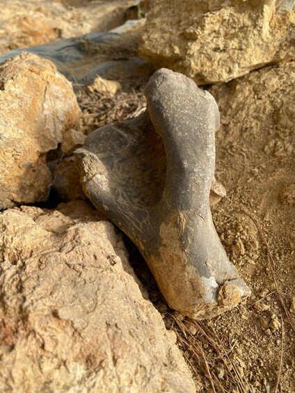 A fossilized bone embedded in rocky terrain. 3