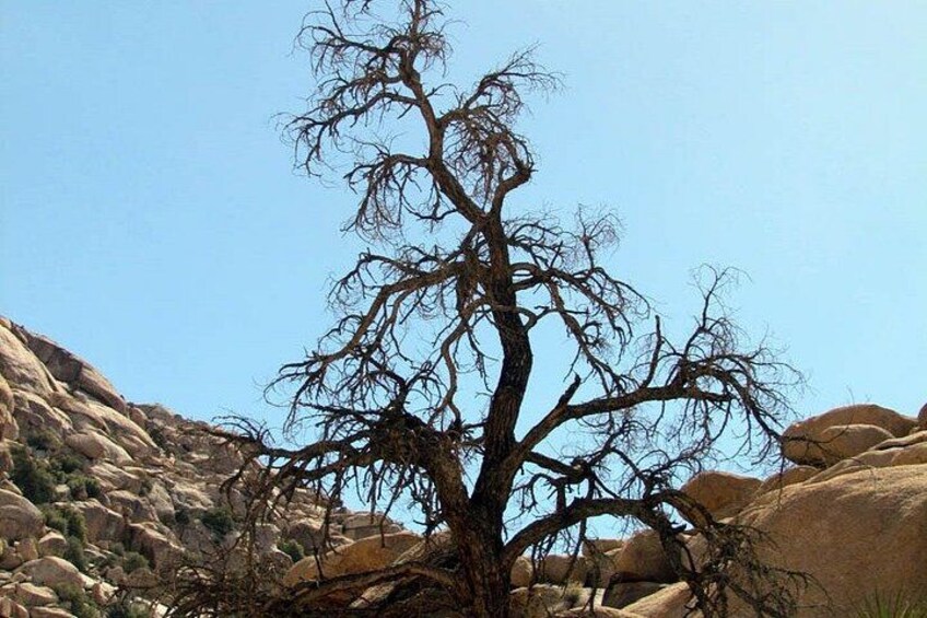 Guided Tour of Joshua Tree National Park with Local Expert 5