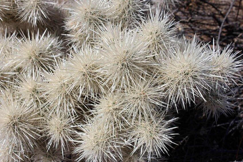 A cluster of white cacti with spines. 4