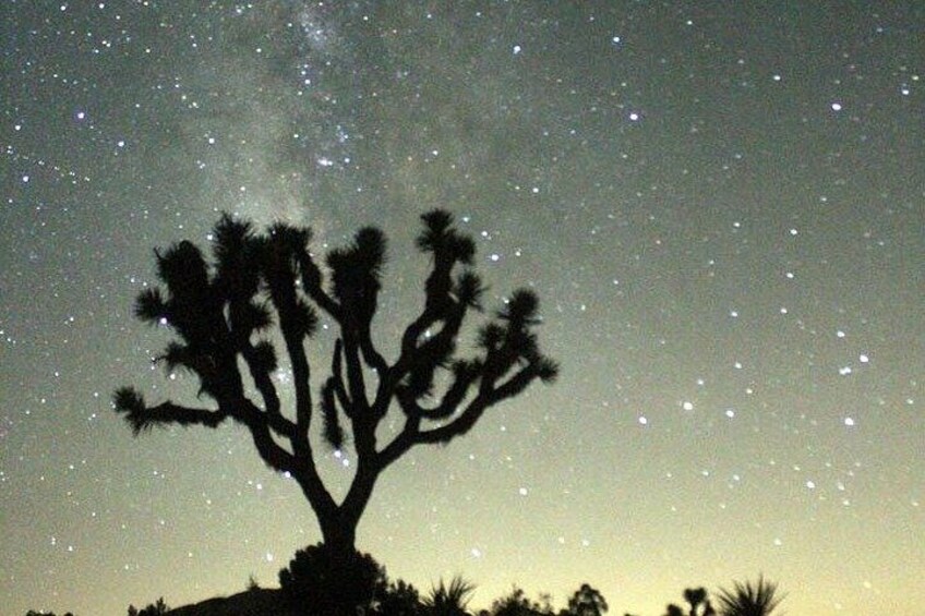 Guided Tour of Joshua Tree National Park with Local Expert 3