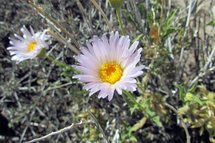 Guided Tour of Joshua Tree National Park with Local Expert 4