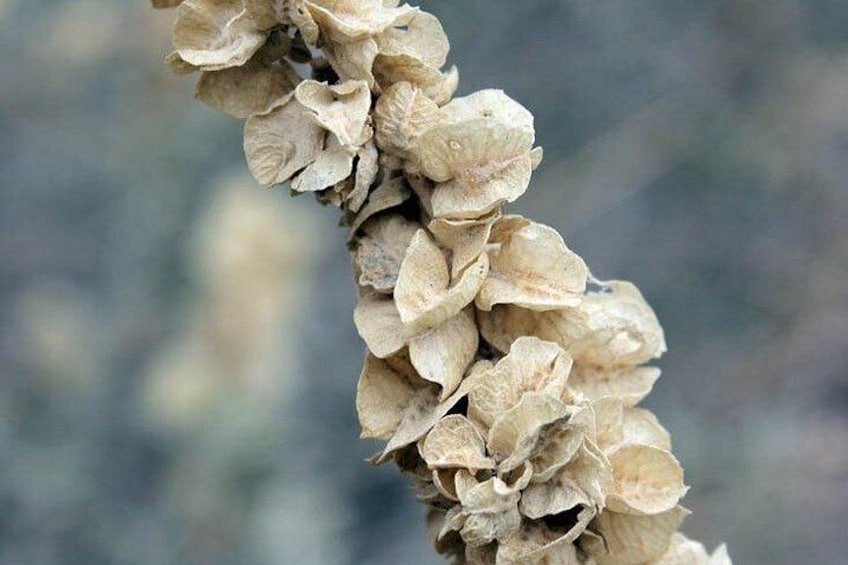 A cluster of dried, beige-colored flowers or seed pods on a plant stem. 3