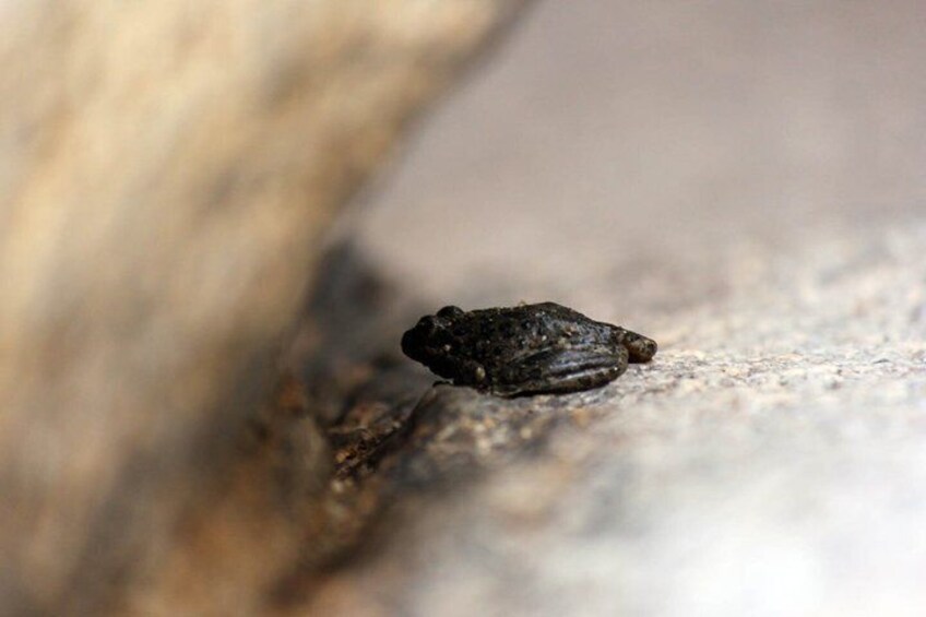 A small insect on a rock surface. 2