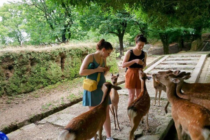 A group of people feeding deer in a natural setting with trees and a stone wall. 1