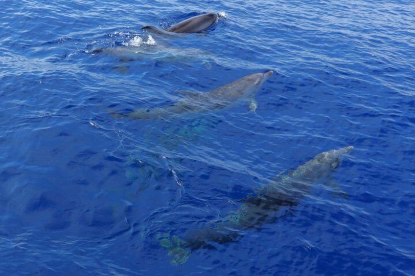 Three dolphins swimming in the ocean. 2