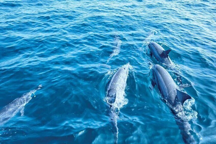 Three dolphins swimming in the ocean. 5