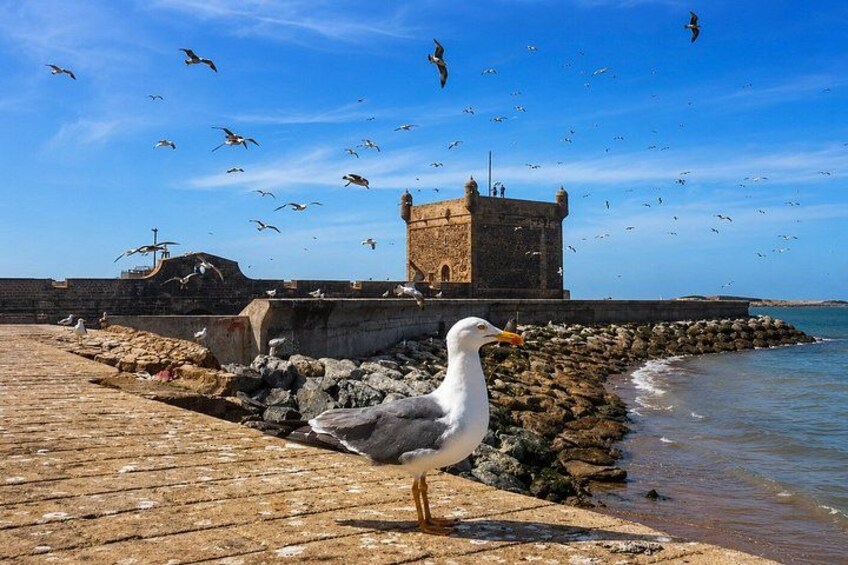 Essaouira Day Trip from Marrakech | Small-Group Tour 2